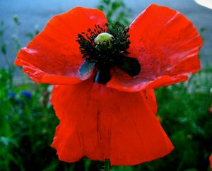 corn poppy