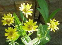 Arnica