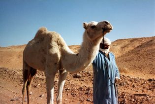 Tuareg man; camel