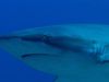 Sharks and their essential roles in coral reefs