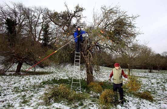 mistletoe harvest