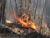 Learn how prescribed fire rejuvenates the prairie grasses and wildflowers planted at the campus of Northwestern University, Illinois