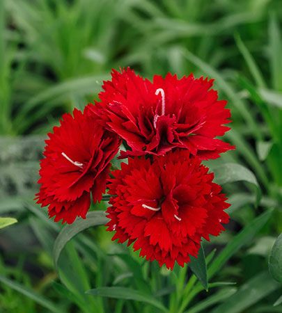 miniature carnations