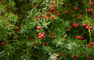 fruiting asparagus fern