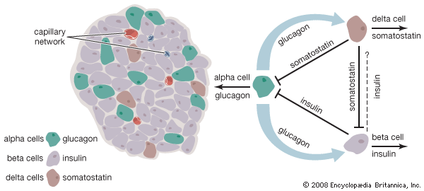 How the islets of Langerhans work