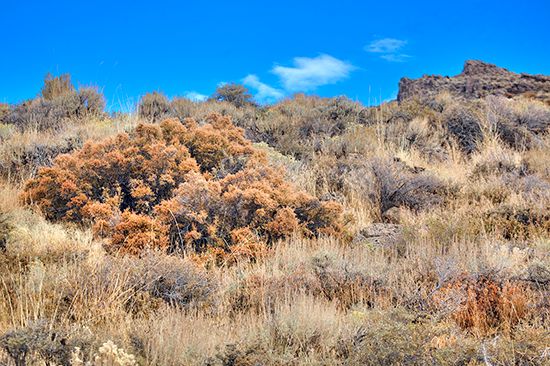 mountain mahogany