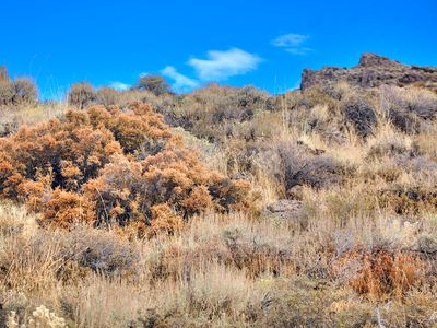 mountain mahogany