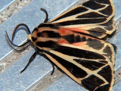 harnessed tiger moth