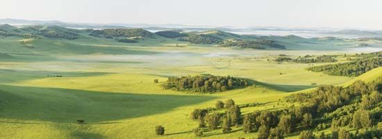 patchy grassland and forest landscape