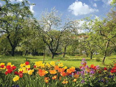 spring flowers