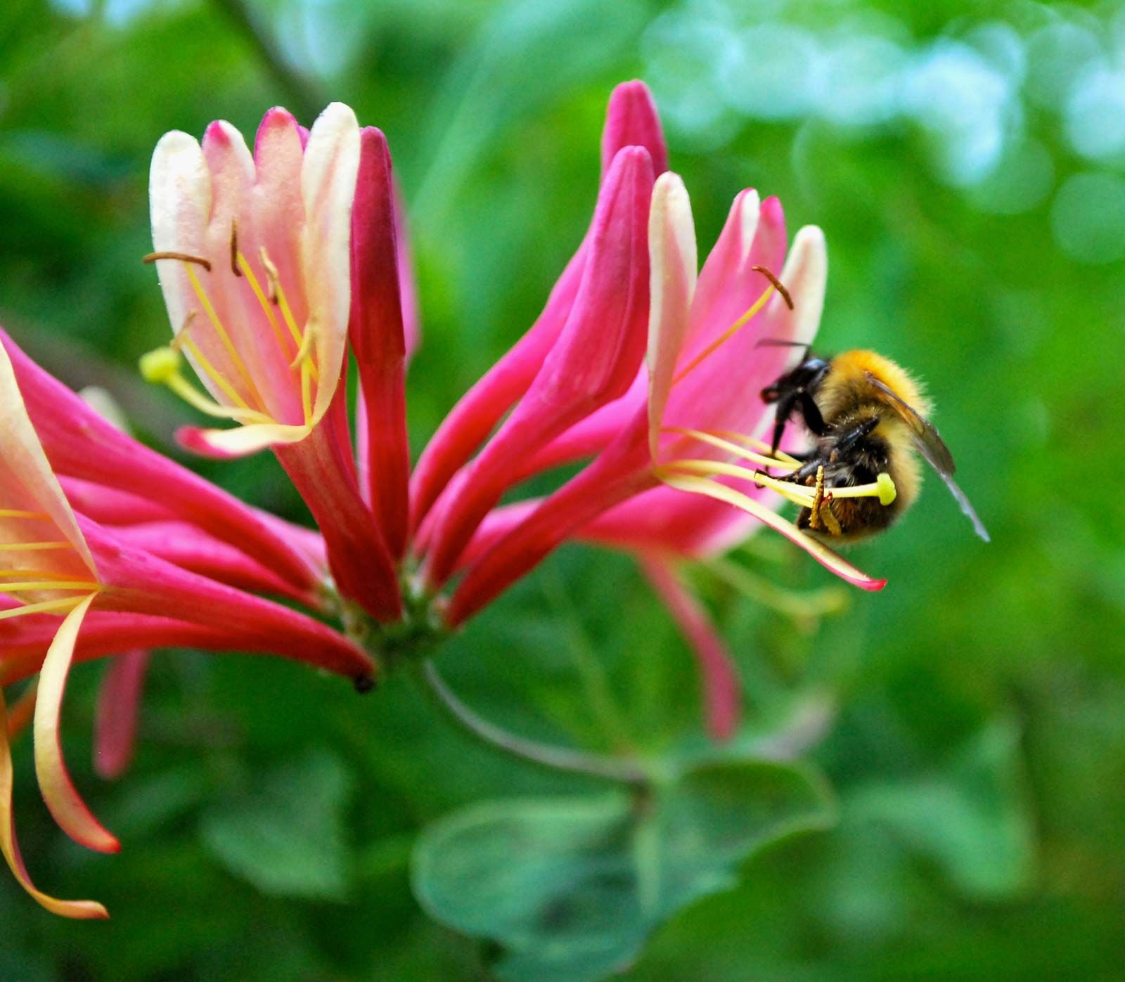 Bumblebee on honeysuckle