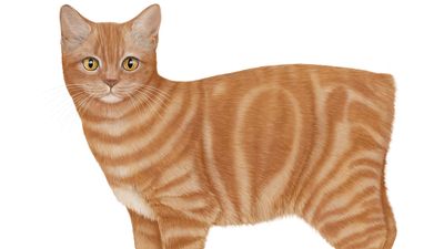 Study a variety of exotic shorthair cat breeds from the Egyptian Mau to the Japanese Bobtail