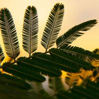 Leaves are silhouetted against an orange and yellow sky with twilight. (plants, petioles, nature)