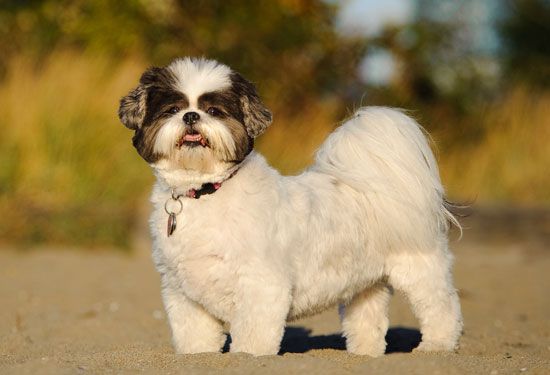 Shih Tzu dog