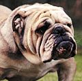 Bulldog; dog