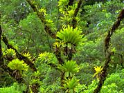 Epiphytic bromeliads