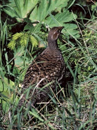 ruffed grouse