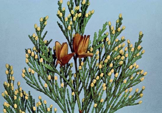 Incense cedar (Calocedrus decurrens)