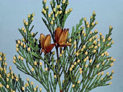 Incense cedar (Calocedrus decurrens)