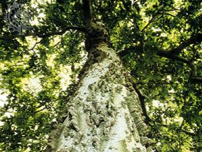 Hackberry (Celtis occidentalis)