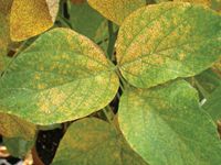 soybean rust