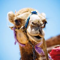 Camel. Close-up of a head of a camel in an Egyptian desert.