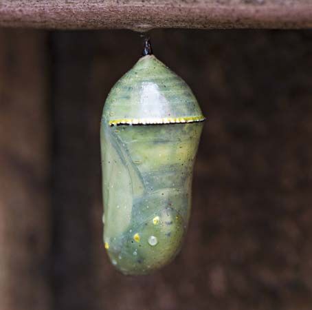 chrysalis