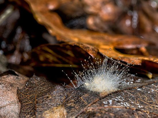 Pilobolus kleinii