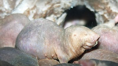 Naked mole-rats in a zoo environment. Naked mole rat ((Heterocephalus glaber)