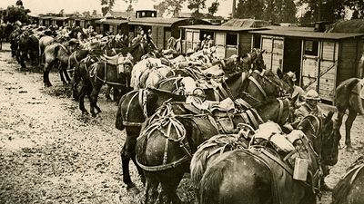 Caption: French troops are being relieved by fresh troops at Verdun. View shows horses lined up in front of shelters, ca. 1914-1918. (World War I)