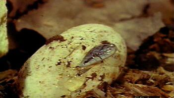 Observe a female black pilot snake hatch a clutch of eggs and a newborn use its egg tooth to hatch