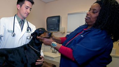 Veterinary students examine a Doberman pinscher dog at Tuskegee University College of Veterinary Medicine in Tuskegee, Alabama.