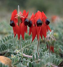 Sturt's desert pea