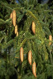 Norway spruce cones (Picea abies)