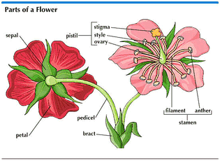 flower parts