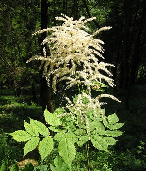 goatsbeard