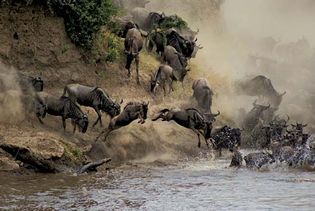 wildebeests crossing the Mara River