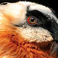 vulture. An adult bearded vulture at a raptor recovery center. The Gypaetus barbatus also known as the Lammergeier or Lammergeyer, is a bird of prey and considered an Old World vulture.