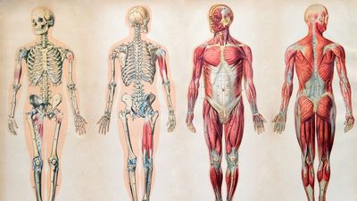 human body; human anatomy