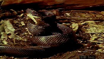 Learn how the predatory pilot black snake strikes, suffocates, and consumes whole its rodent prey