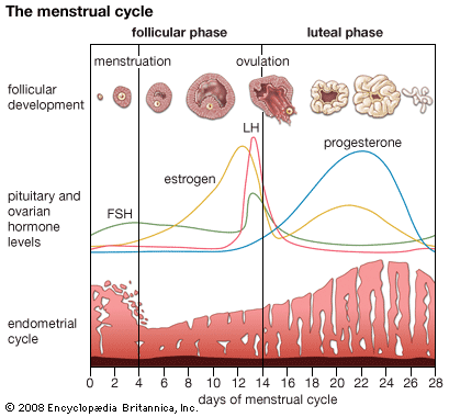 menstrual cycle