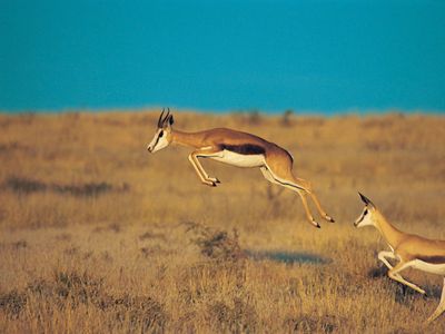 springbok