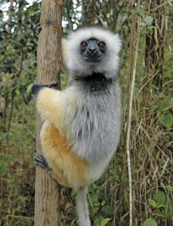 Diademed sifaka (Propithecus diadema).