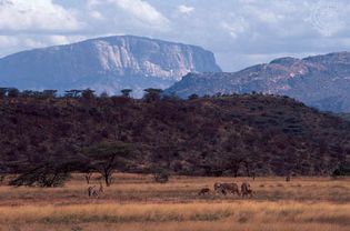 Escarpments of the Great Rift Valley rising above the plain north of Samburu Game Preserve, central Kenya. Beisa oryxes graze in the foreground.