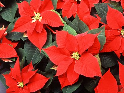 poinsettia