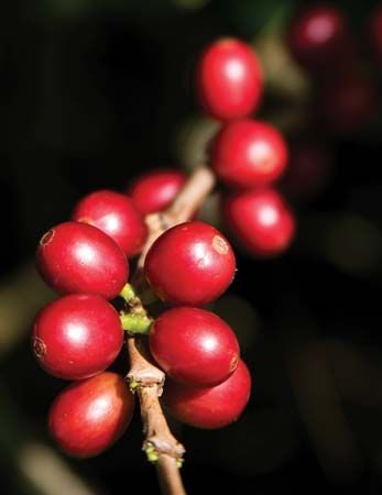 coffee cherries