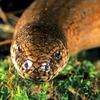 Slowworm. Anguis fragilis. Blindworm. Lizard. Anguidae. Close-up of a slowworm's head.