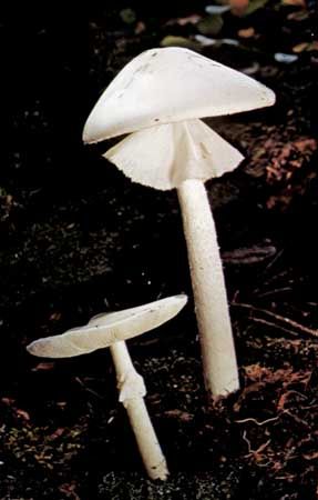 Destroying angel (Amanita verna)