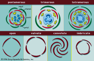 floral diagrams