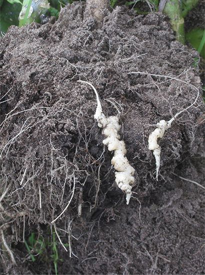 clubroot